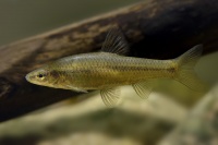 Strevlicka vychodni - Pseudorasbora parva - Topmouth Gudgeon 3902